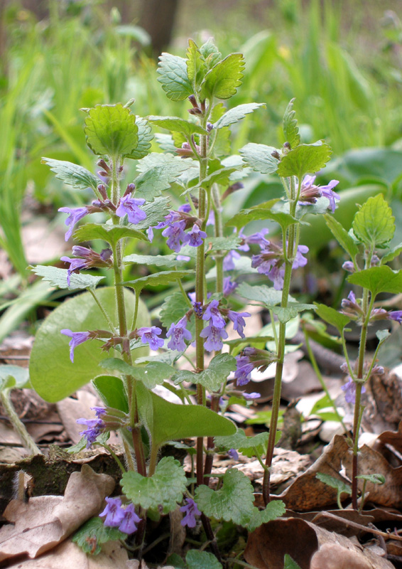 Изображение особи Glechoma hederacea.