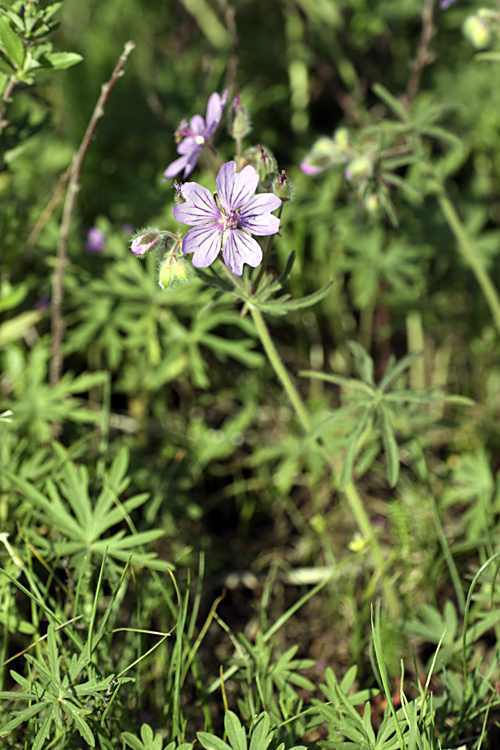 Изображение особи Geranium transversale.