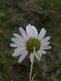 Leucanthemum vulgare