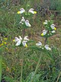 Phlomoides labiosa. Стебли с соцветиями. Узбекистан, Кашкадарьинская обл., низкогорья в окр. Дехканабада, горы Кайпантау. 19.05.2009.