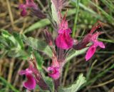 Teucrium chamaedrys