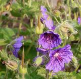 род Geranium