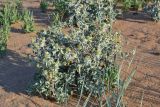 Eryngium maritimum. Цветущее растение на песчано-ракушечном пляже. Крым, Ленинский р-н, окр. с. Яковенково. 20.07.2013.