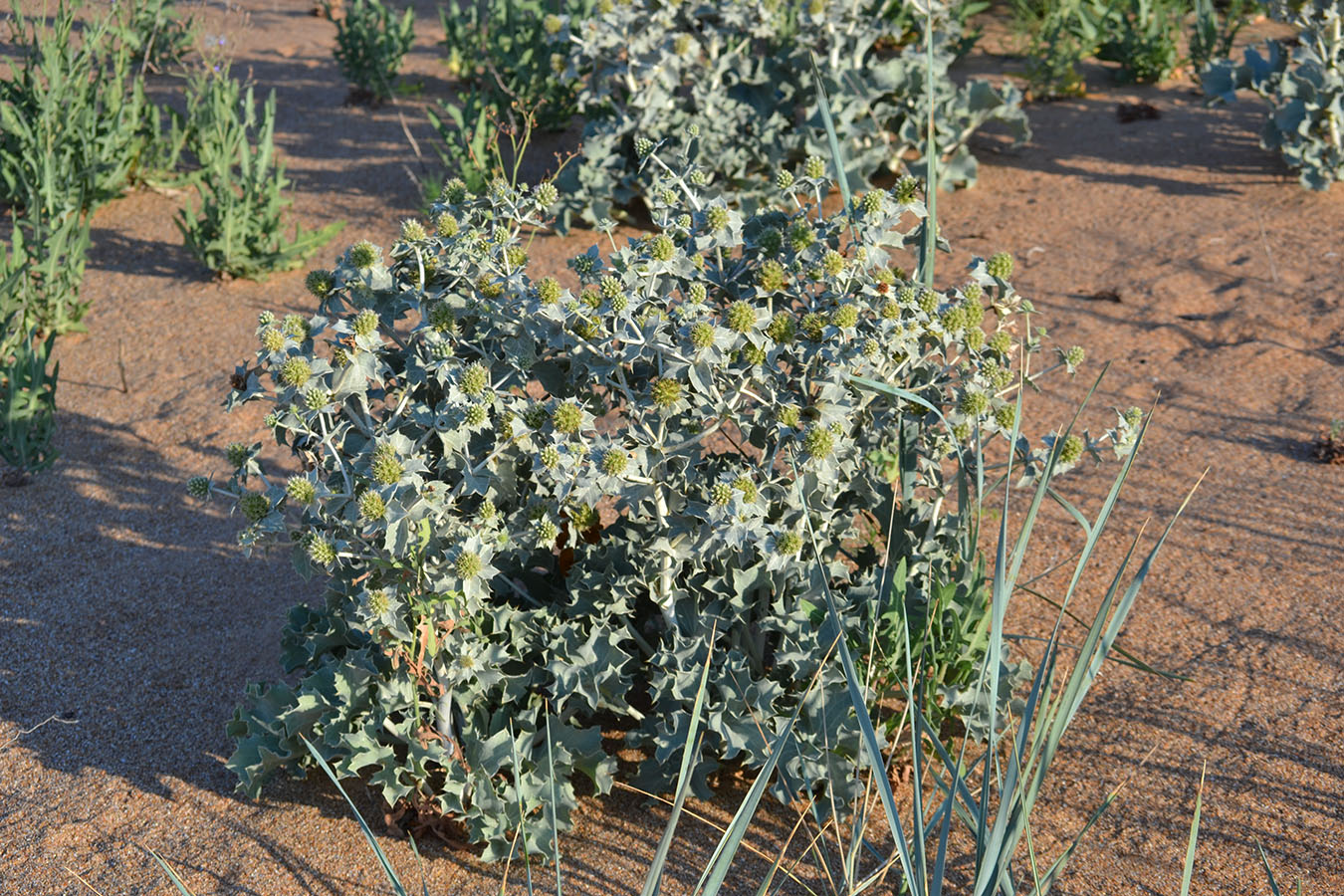 Изображение особи Eryngium maritimum.