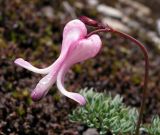 Dicentra peregrina. Цветок. Хабаровский край, Ванинский р-н, хр. Большой Ян, гора Скала. 28.06.2013.