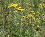 Crepis sibirica