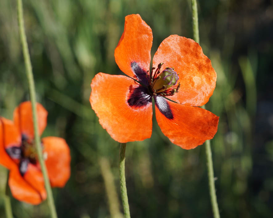 Изображение особи Papaver stevenianum.