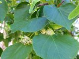 Tilia cordata