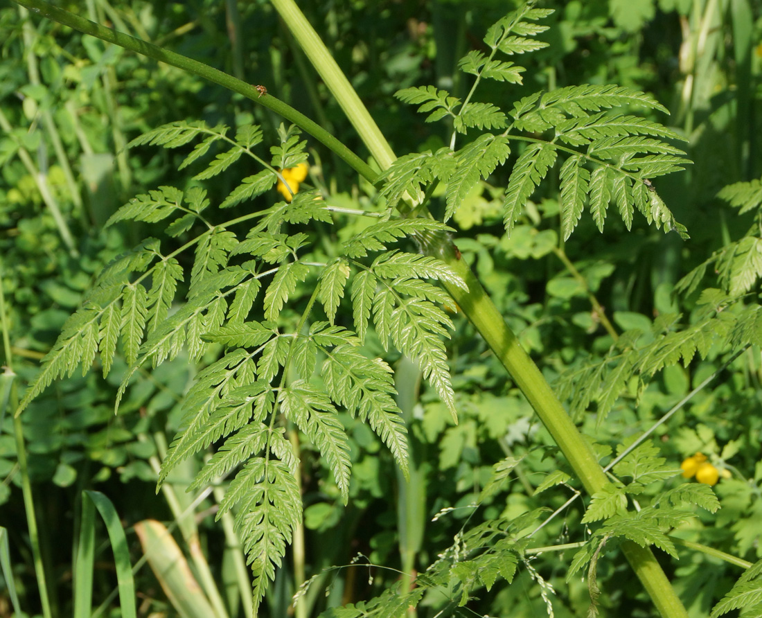 Изображение особи Anthriscus sylvestris.