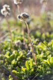 Antennaria dioica. Цветущее растение на луговине среди приморской тундры. Мурманская обл., п-ов Рыбачий, побережье Большой Волоковой губы. 30.07.2015.