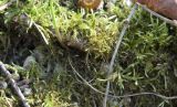 Cirriphyllum piliferum