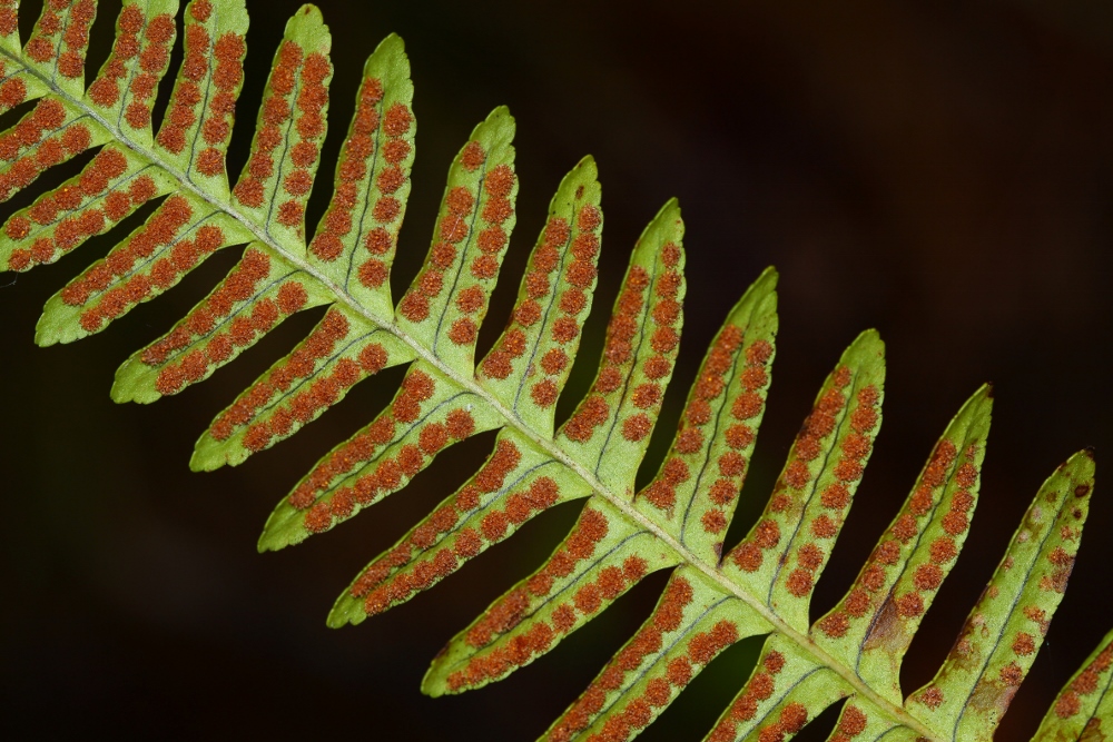 Изображение особи Polypodium sibiricum.