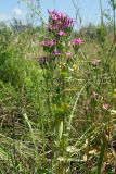 Centaurium erythraea. Верхушка цветущего растения. Республика Адыгея, Майкопский р-н, сырой луг возле пруда у хутора Дьяков. 25.06.2016.