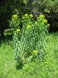 Euphorbia lamprocarpa