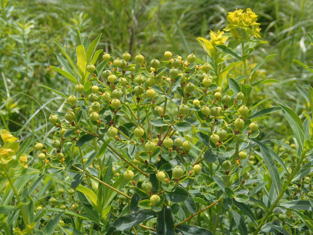 Изображение особи Euphorbia semivillosa.