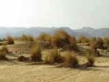 Eragrostis bipinnata