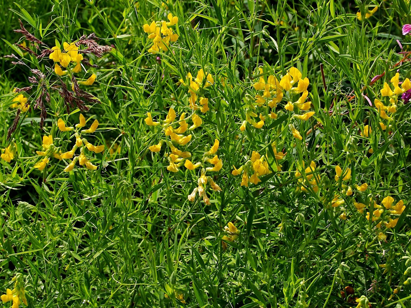 Изображение особи Lathyrus pratensis.