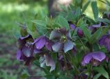 Helleborus abchasicus