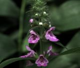 Stachys palustris