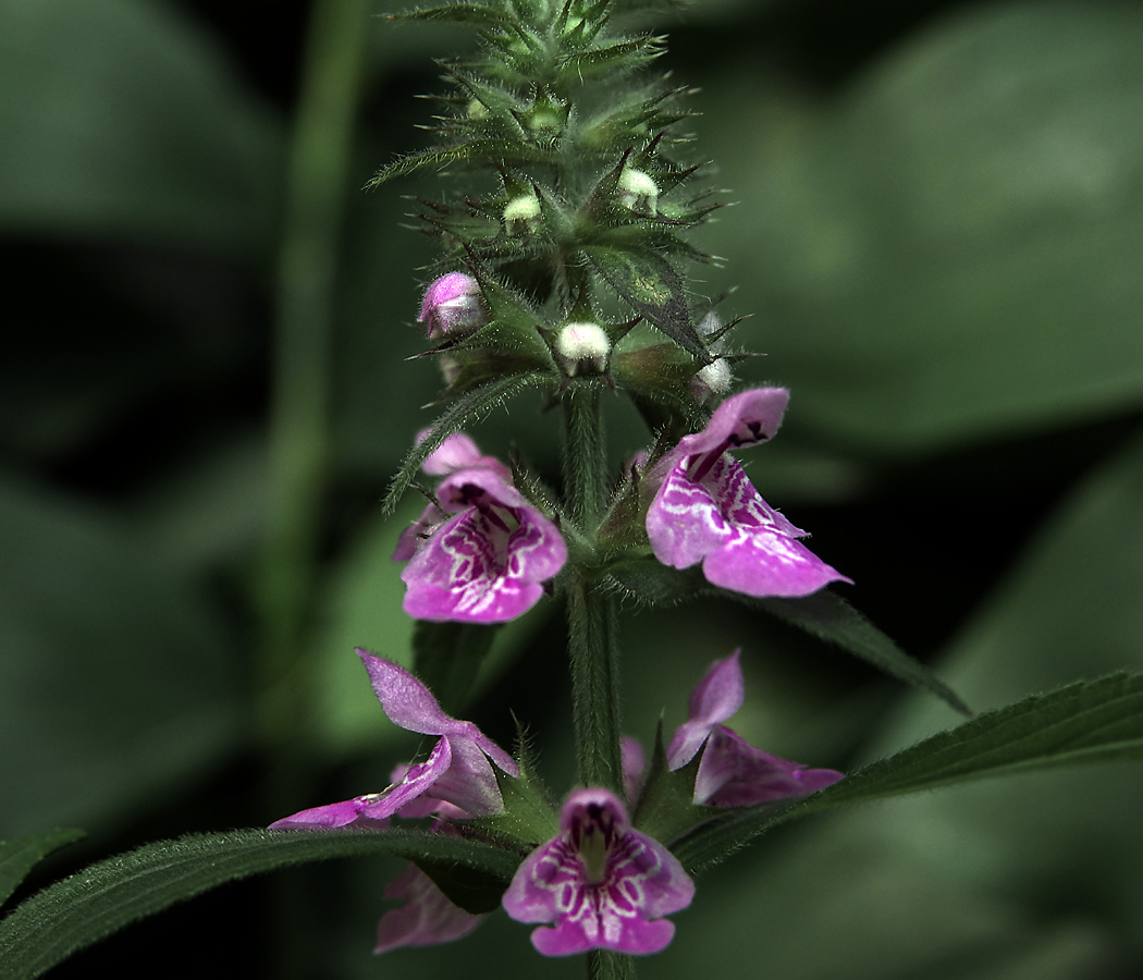 Изображение особи Stachys palustris.