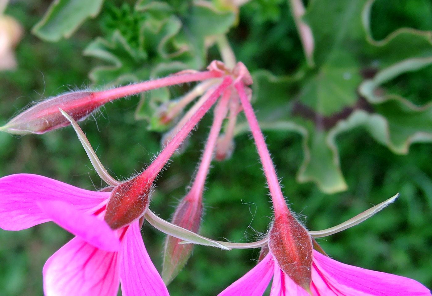 Изображение особи Pelargonium peltatum.