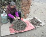 Selaginella tamariscina. Выкопанные для продажи растения. Китай, Гуандун, р-н Шаогуань, геопарк Дансия. 25.02.2016.