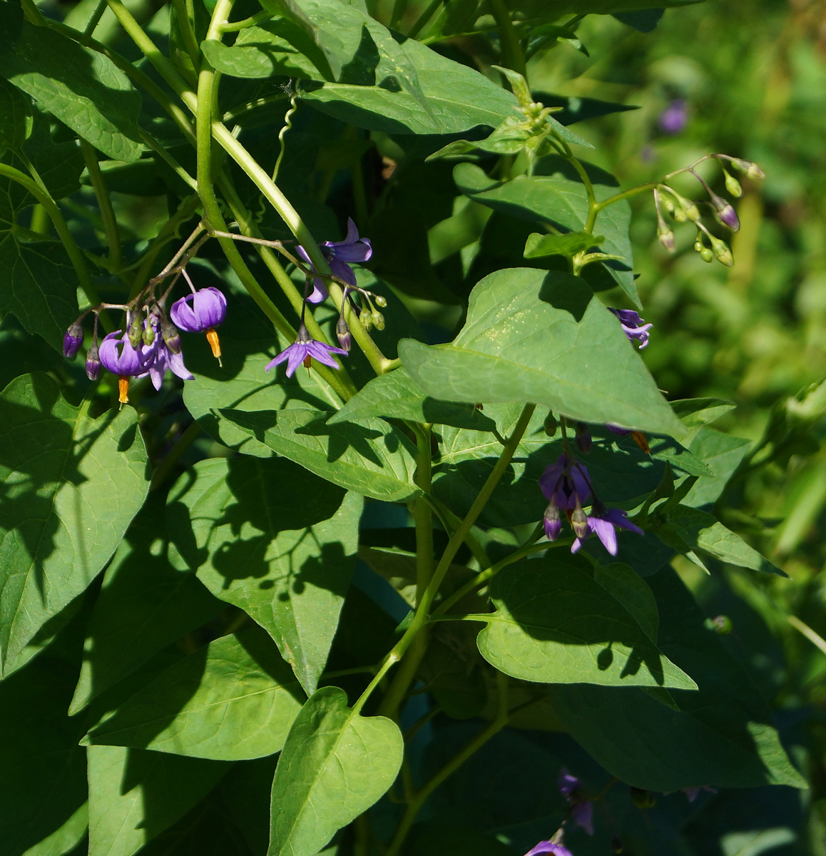 Изображение особи Solanum dulcamara.