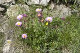 Erigeron venustus. Цветущие растения. Кабардино-Балкария, восточный склон г. Чегет, субальпийский луг. 09.07.2008.