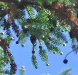 Cunninghamia lanceolata. Ветви с шишками. Китай, провинция Юньнань, г. Дали, территория храмового комплекса Гуаньиньтан. 04.11.2016.