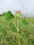 Trifolium spumosum