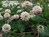 Trifolium hybridum