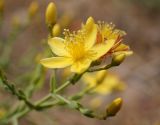 Hypericum triquetrifolium