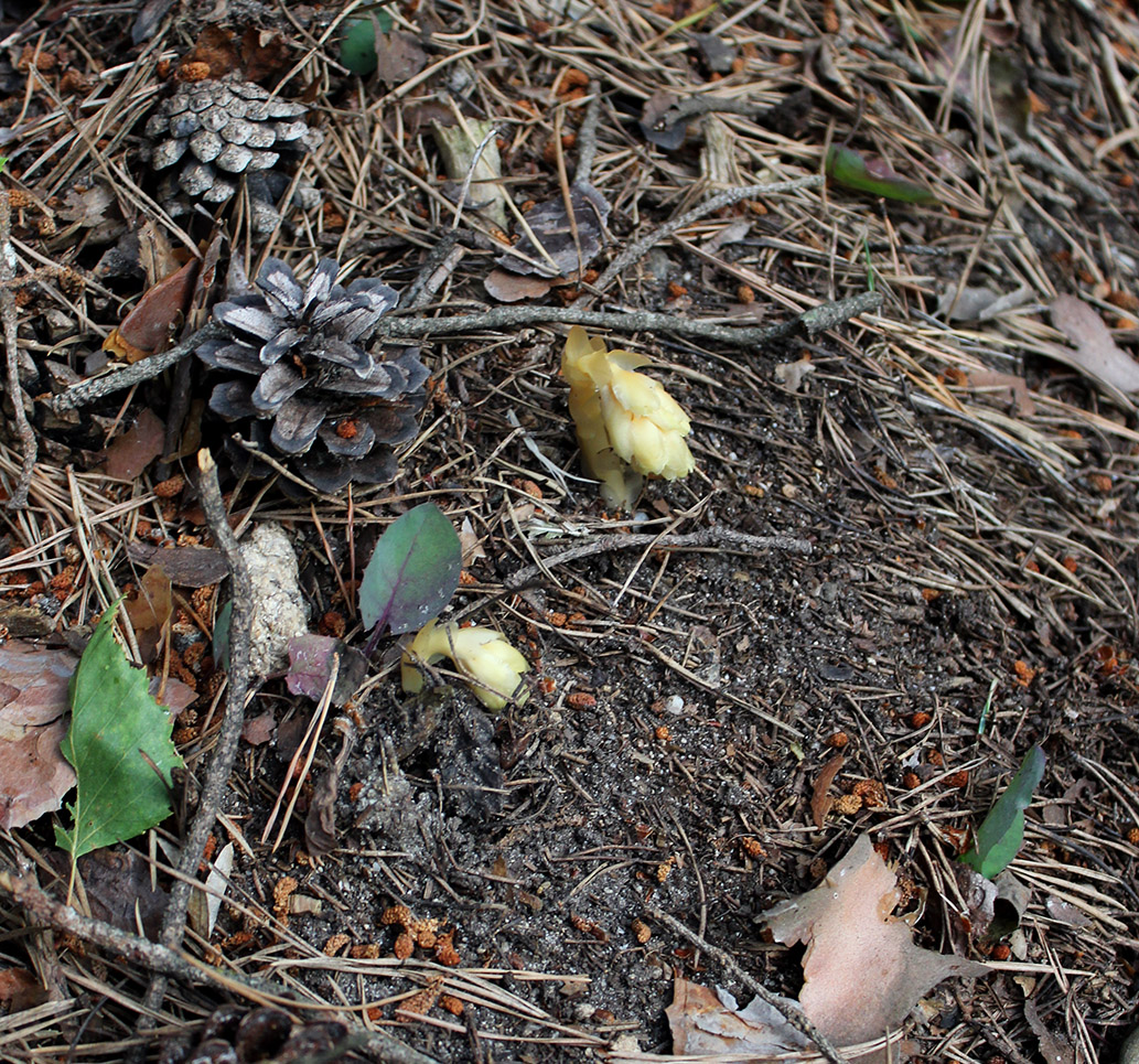 Изображение особи Hypopitys monotropa.