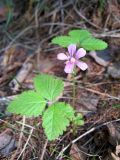 Rubus arcticus. Цветущее растение в заболоченном лесу. Томск, дол. р. Малая Киргизка. 05.06.2009.