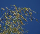 Betula pendula