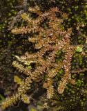 Selaginella helvetica