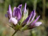 Psoralea bituminosa