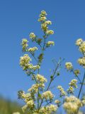 Galium &times; pomeranicum