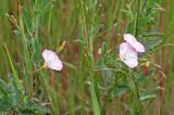 Convolvulus arvensis