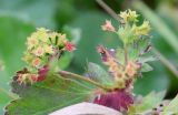 Alchemilla xanthochlora. Верхушка побега с частью соплодия. Ярославская обл., Пошехонский р-н, окр. с. Владычное, луг на 15-летней залежи. 26.08.2019.