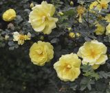 Rosa разновидность persiana