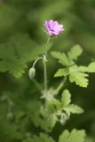 Geranium divaricatum