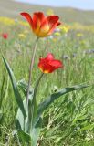 Tulipa suaveolens. Цветущие растения. Крым, Керченский п-ов, Приазовье, Караларская степь, степной склон. 6 мая 2021 г.