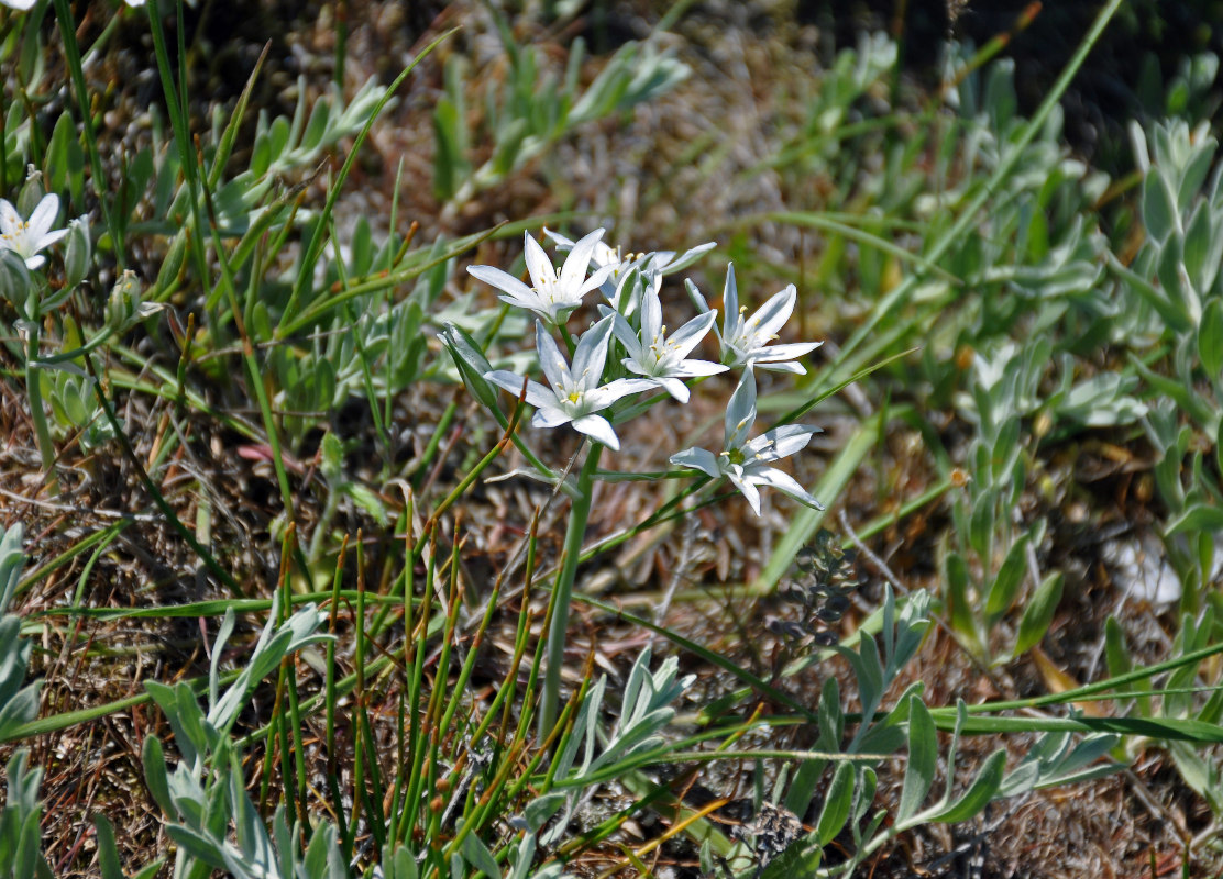 Изображение особи род Ornithogalum.