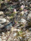 Gastrolychnis brachypetala. Верхушка отцветшего побега. Магаданская обл., Ольский р-н, окр. пос. Гадля, р. Ола, на галечнике. 07.08.2021.