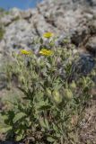 Potentilla astracanica. Цветущие растения. Ростовская обл., Белокалитвинский р-н, окр. хут. Какичев, степной склон. 28.05.2022.