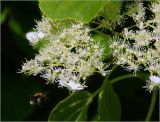 Hydrangea petiolaris