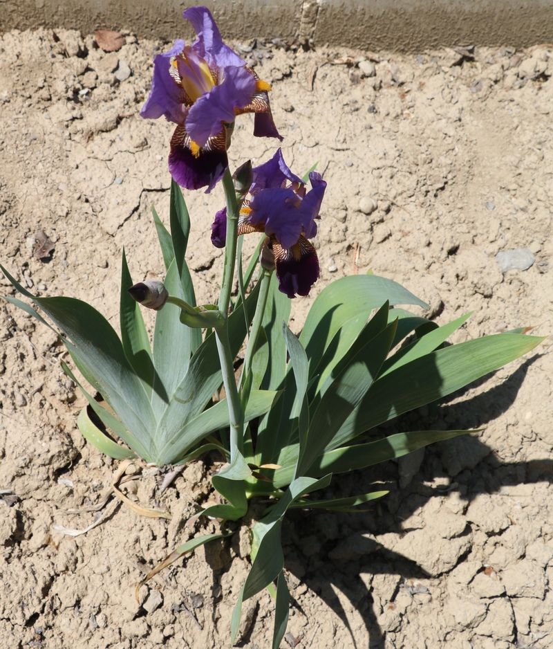 Изображение особи Iris germanica.