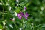 Epilobium hirsutum. Верхушка побега с соцветием. Оренбургская обл., Медногорский гор. округ, Блявинский карьер, березняк, у воды. 04.07.2023.