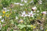 Anemone tschernaewii